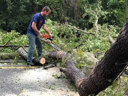 Best Tree Mulching  in Cortland, IL