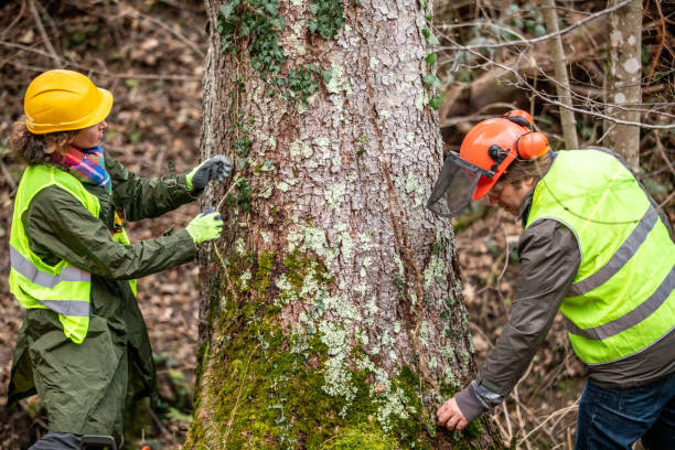 Best Tree Trimming and Pruning  in Cortland, IL
