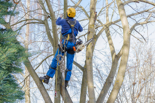 Lawn Maintenance Plans in Cortland, IL