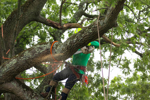 Cortland, IL Tree Care Company