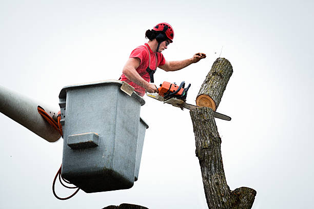 Best Arborist Consultation Services  in Cortland, IL