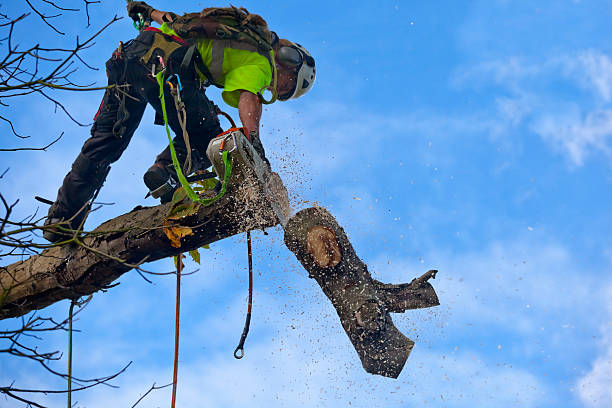 How Our Tree Care Process Works  in  Cortland, IL